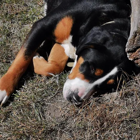 Ehlers Κατάλυμα σε φάρμα *